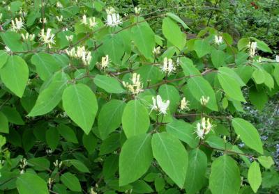 Rode kamperfoelie - Foto Bert Verbruggen.jpg