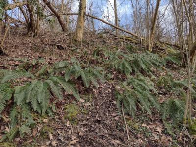 Stijve naaldvaren.jpg