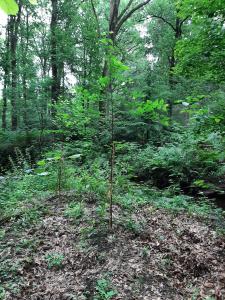 Aanplant fladderiep.jpg