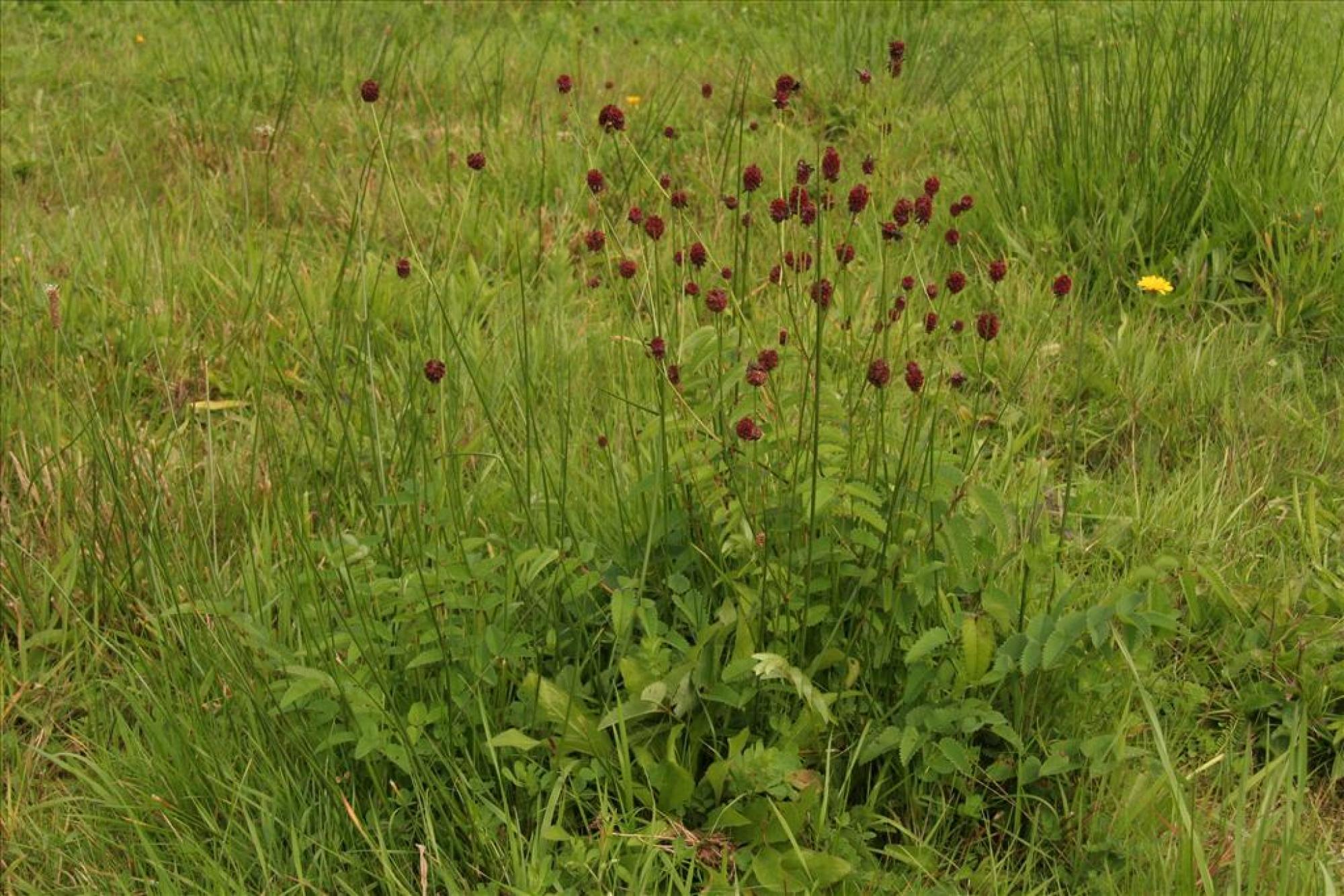 D-Grote-pimpernel-B225.jpg