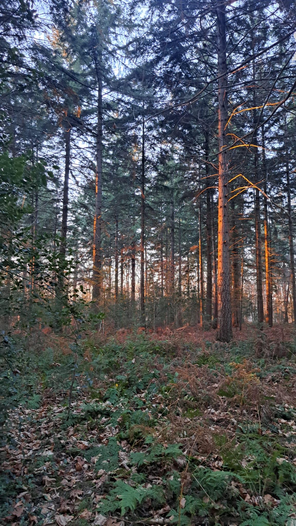 R1 2025-12-29 at 08.30.26.jpeg