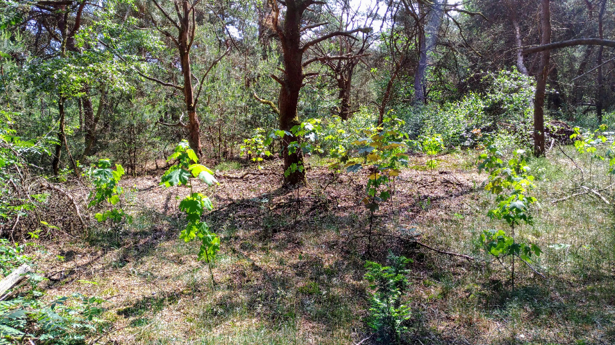 03-aanplant rijkstrooiselsoorten.png